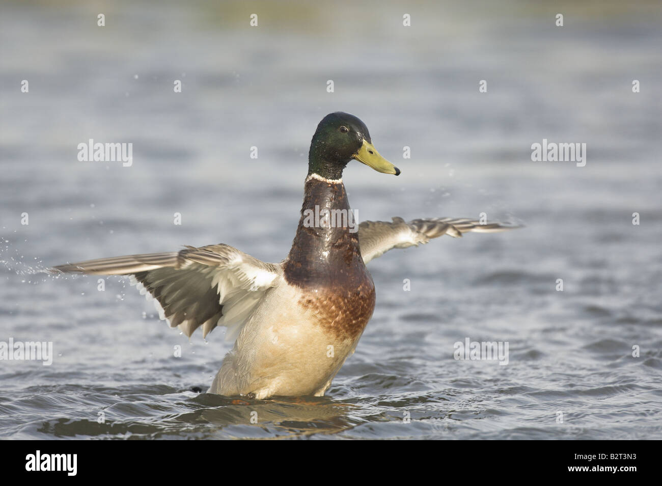 Canard colvert Anas platyrhynchos homme echelle UK Juin Banque D'Images