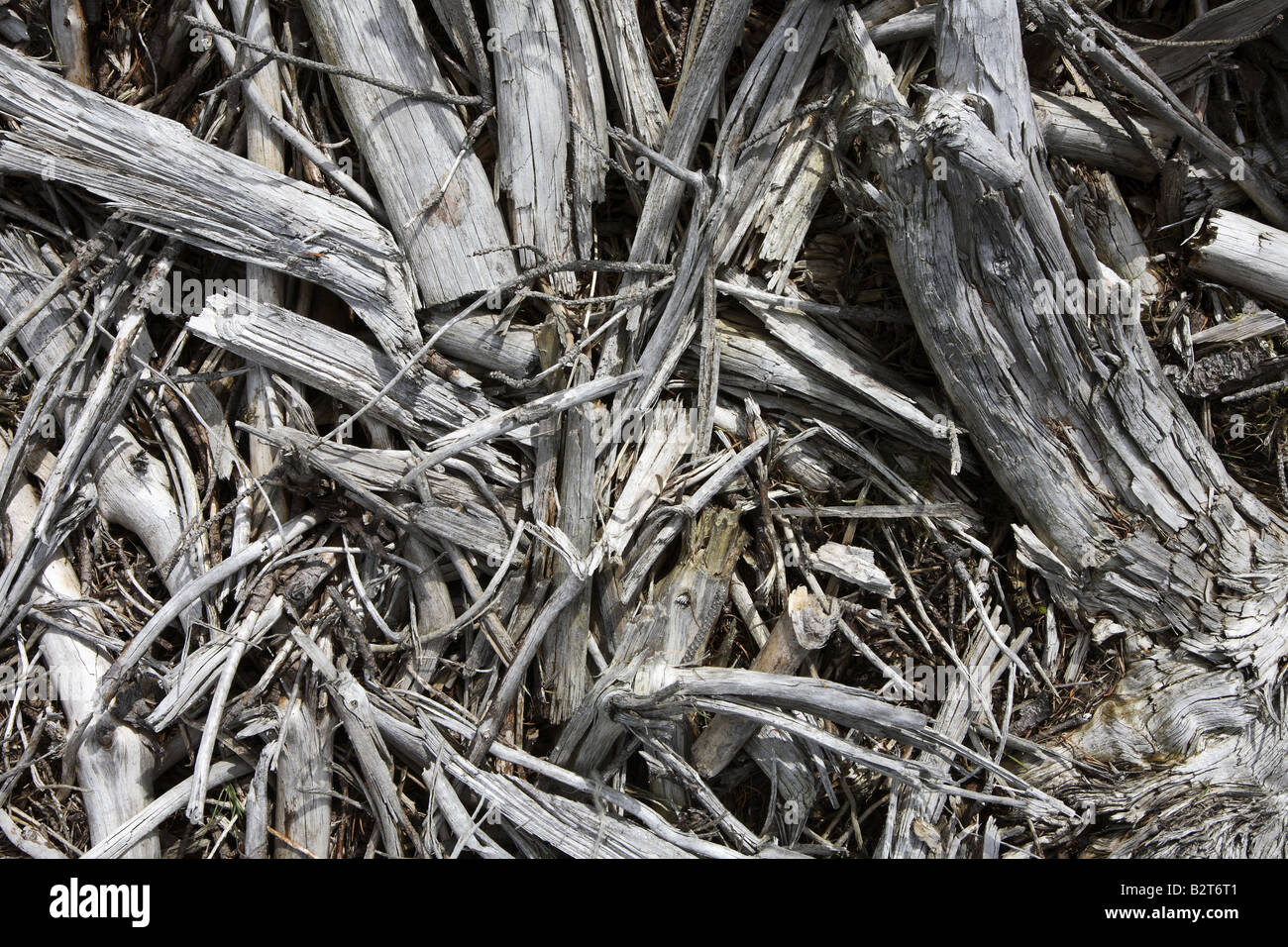 Le bois mort Brecon Beacons au Pays de Galles UK Banque D'Images