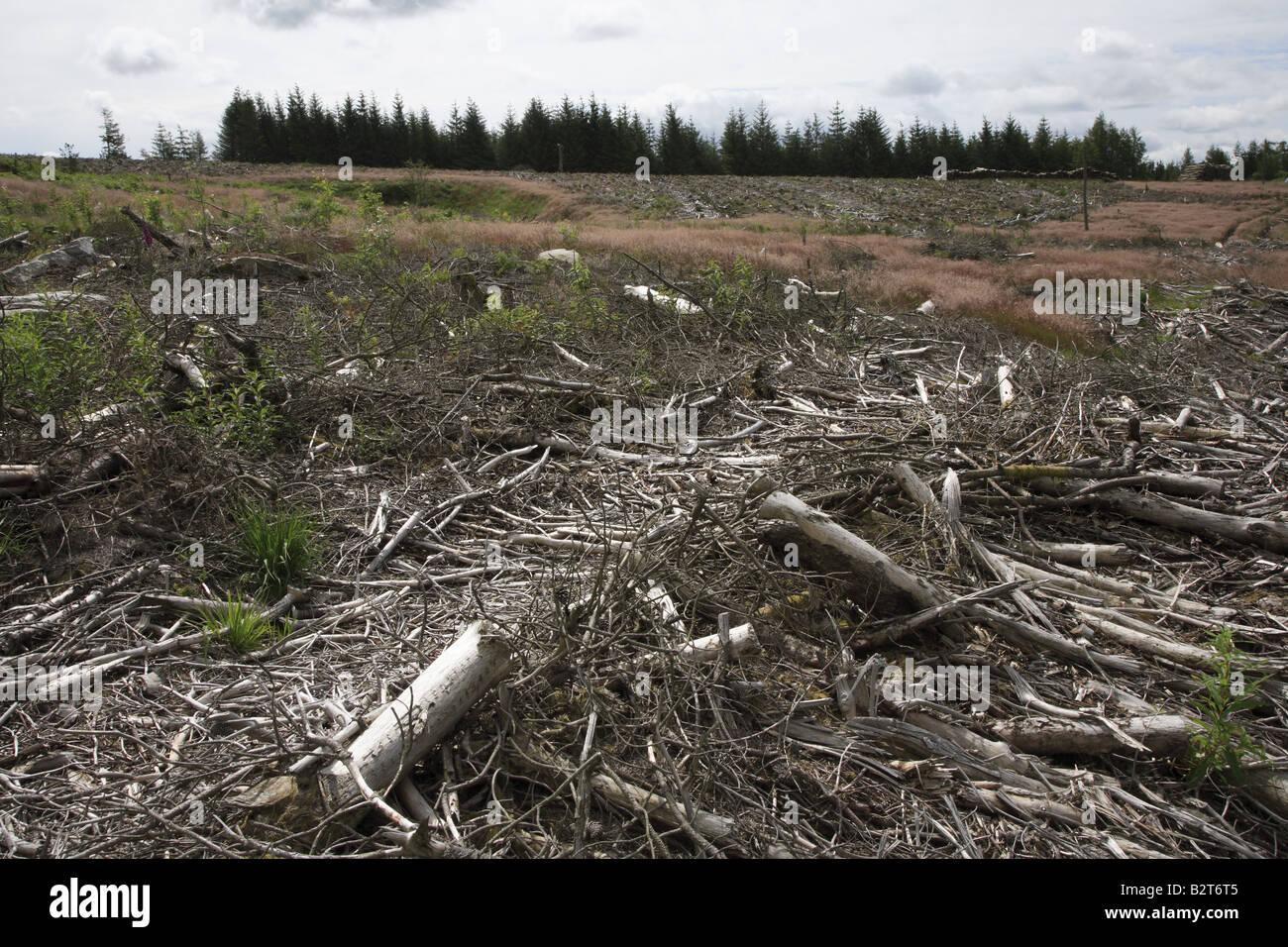 Brecon Beacons Forêt abattus Wales UK Banque D'Images