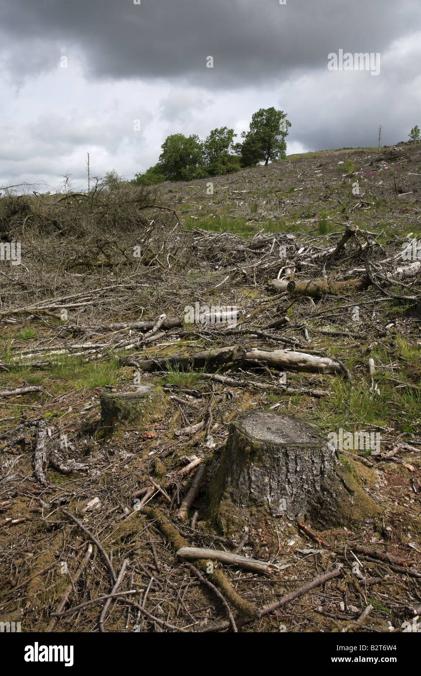 Brecon Beacons Forêt abattus Wales UK Banque D'Images