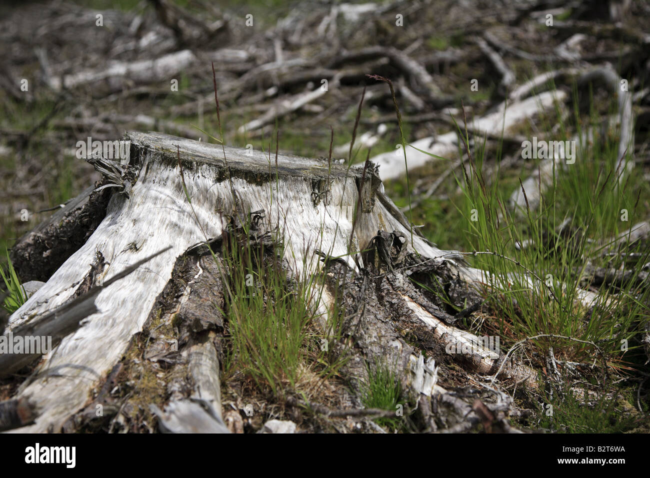 Brecon Beacons Forêt abattus Wales UK Banque D'Images