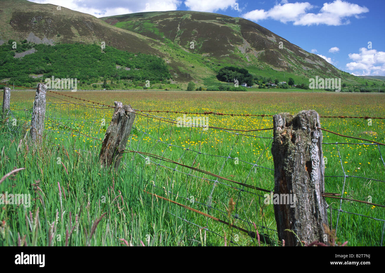 Les fleurs de printemps dans la zone près de Cappercleuch à jusqu'à Capper Droit à la périphérie de St Marys Loch Scottish Borders Ecosse UK Banque D'Images