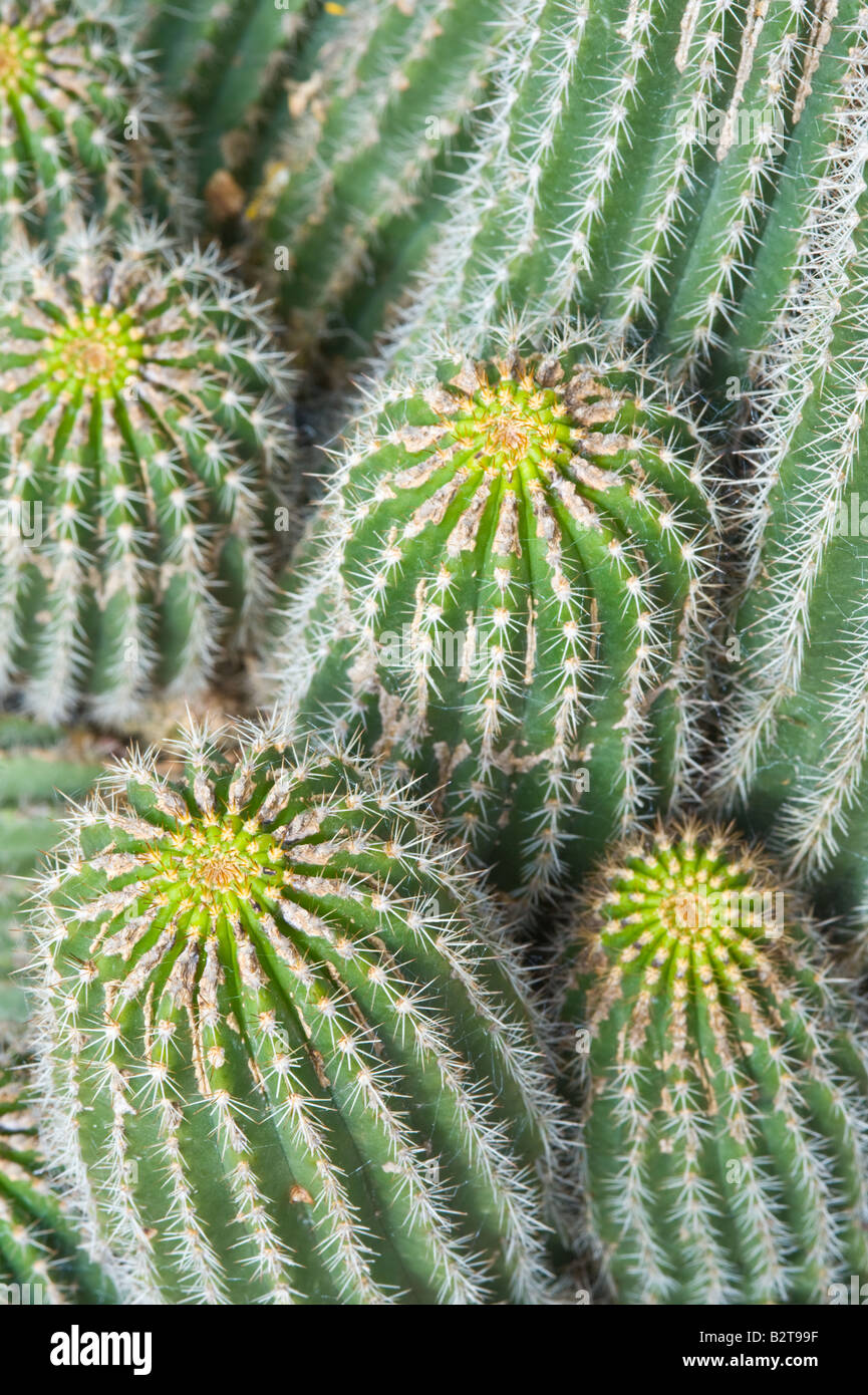 Cactus Echinopsis huascha torche rouge conservatory Dundee Perthshire Scotland UK Europe peut Banque D'Images