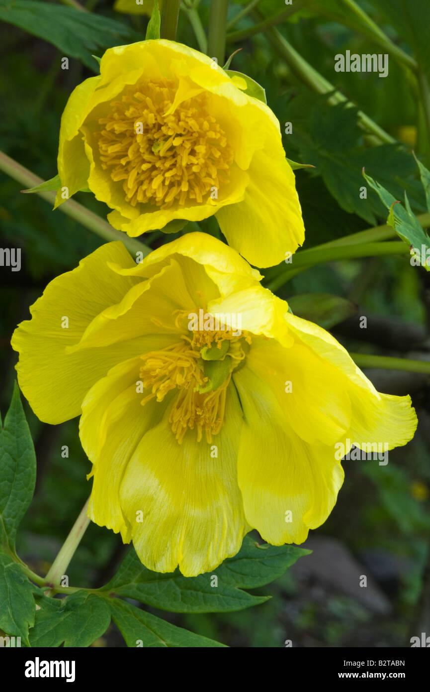 Portrait de la pivoine Paeonia mlokosewitschii Branklyn Garden fleurs Perth Perthshire Scotland UK Europe peut Banque D'Images