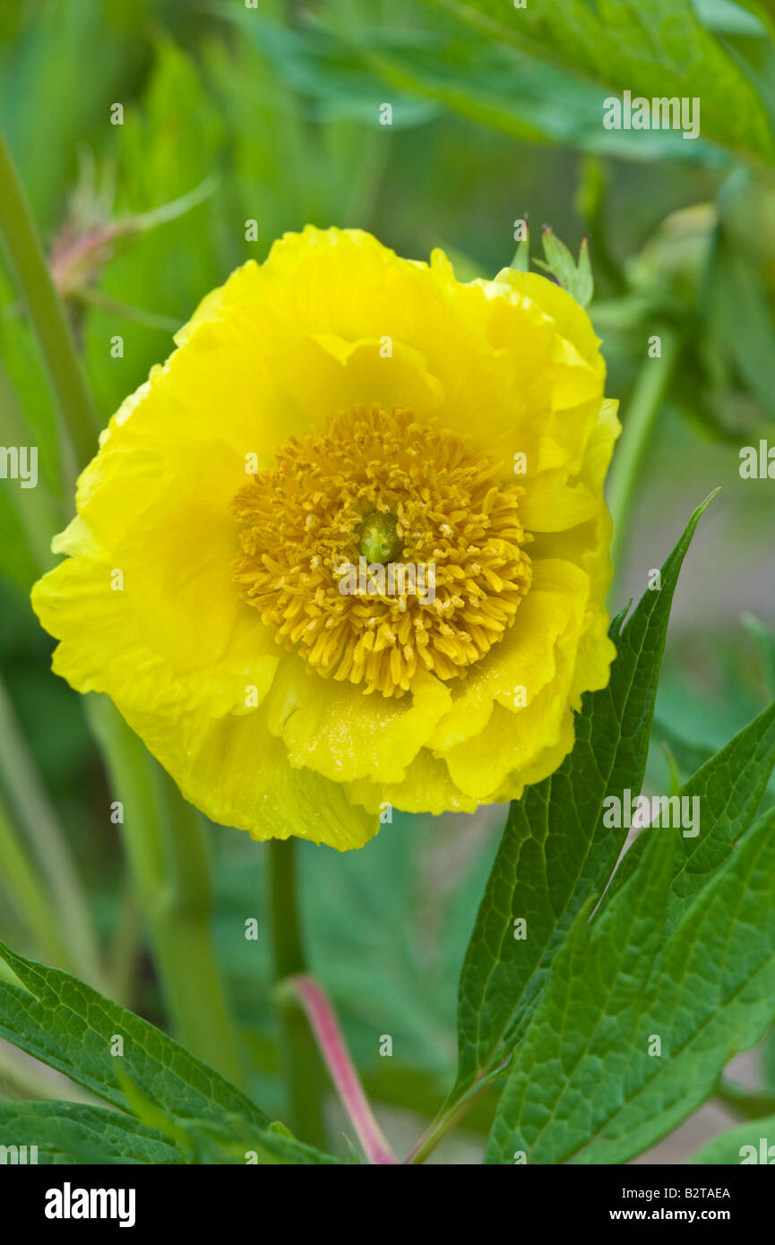 Portrait de la pivoine Paeonia mlokosewitschii explorateurs floraison Jardin Pitlochry Perthshire Scotland peut Banque D'Images