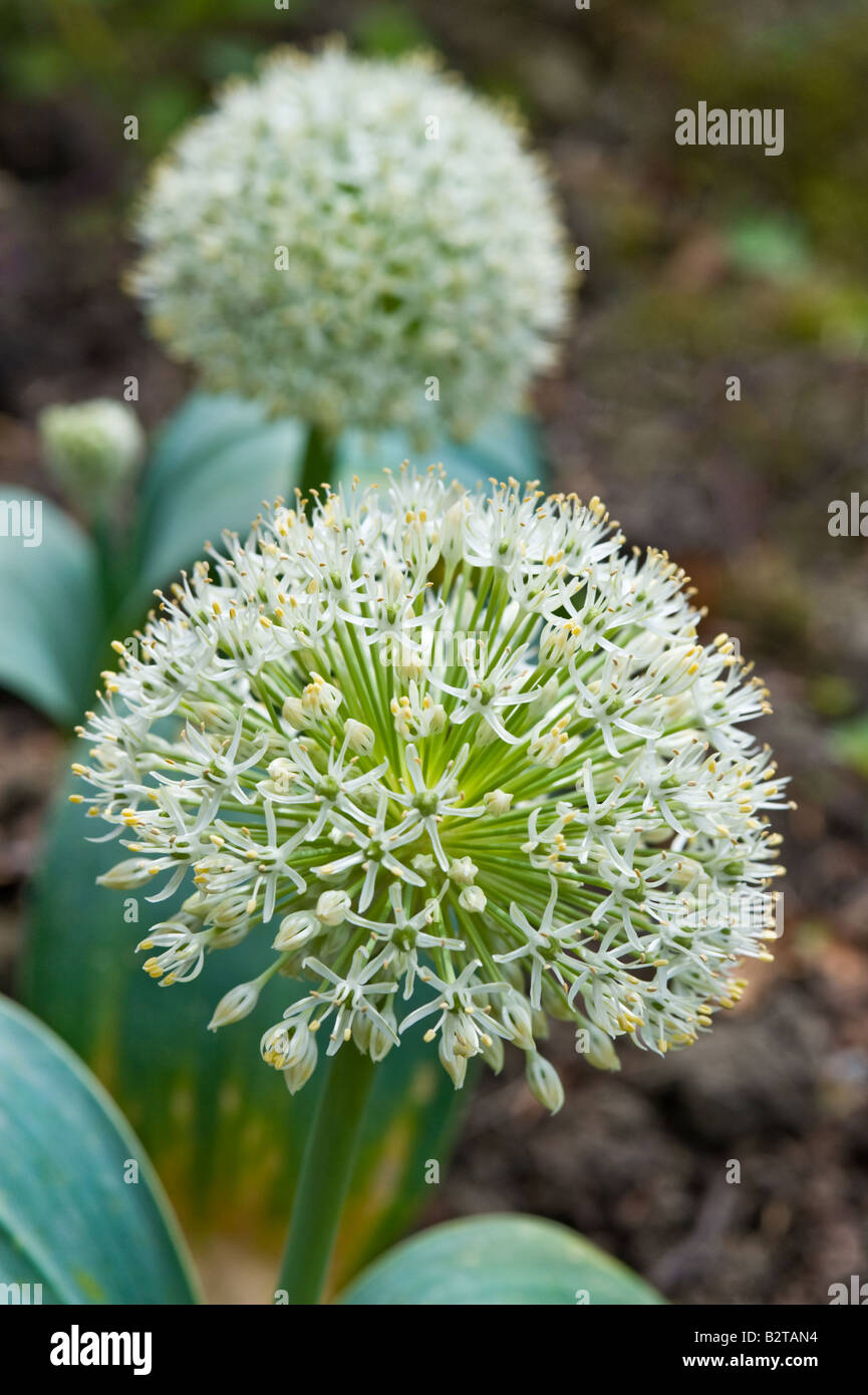 Oignon (Allium Turkestan) carataviense « Ivoire Queen' fleurs Adel Leeds West Yorkshire Angleterre Royaume-uni peuvent Banque D'Images