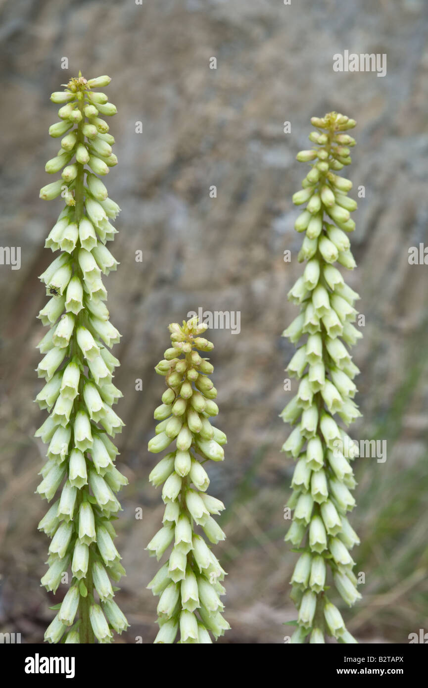 Navelwort (ombilic rupestris) fleurs au bord de la route sur l'éperon rocheux Rhayader Powys Pays de Galles UK Europe Juin Banque D'Images