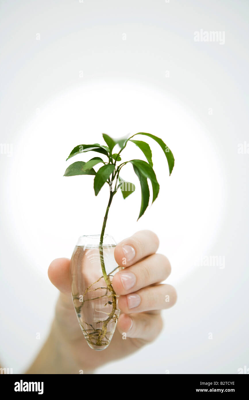Hand holding plant dans un vase d'eau, close-up Photo Stock - Alamy