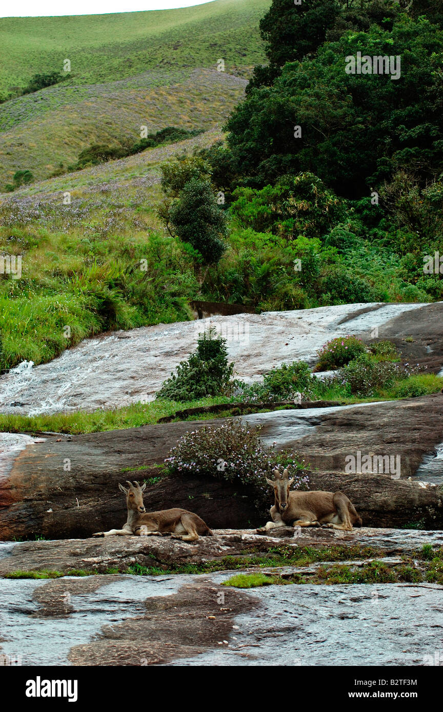 Neelgiri toure Banque D'Images