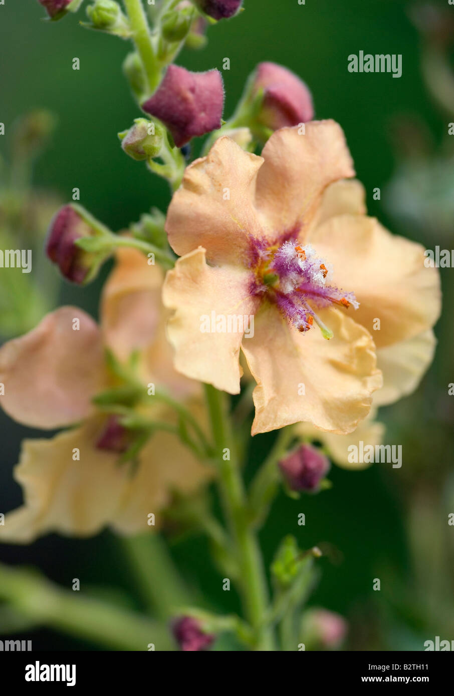 VERBASCUM HIGH NOON Banque D'Images