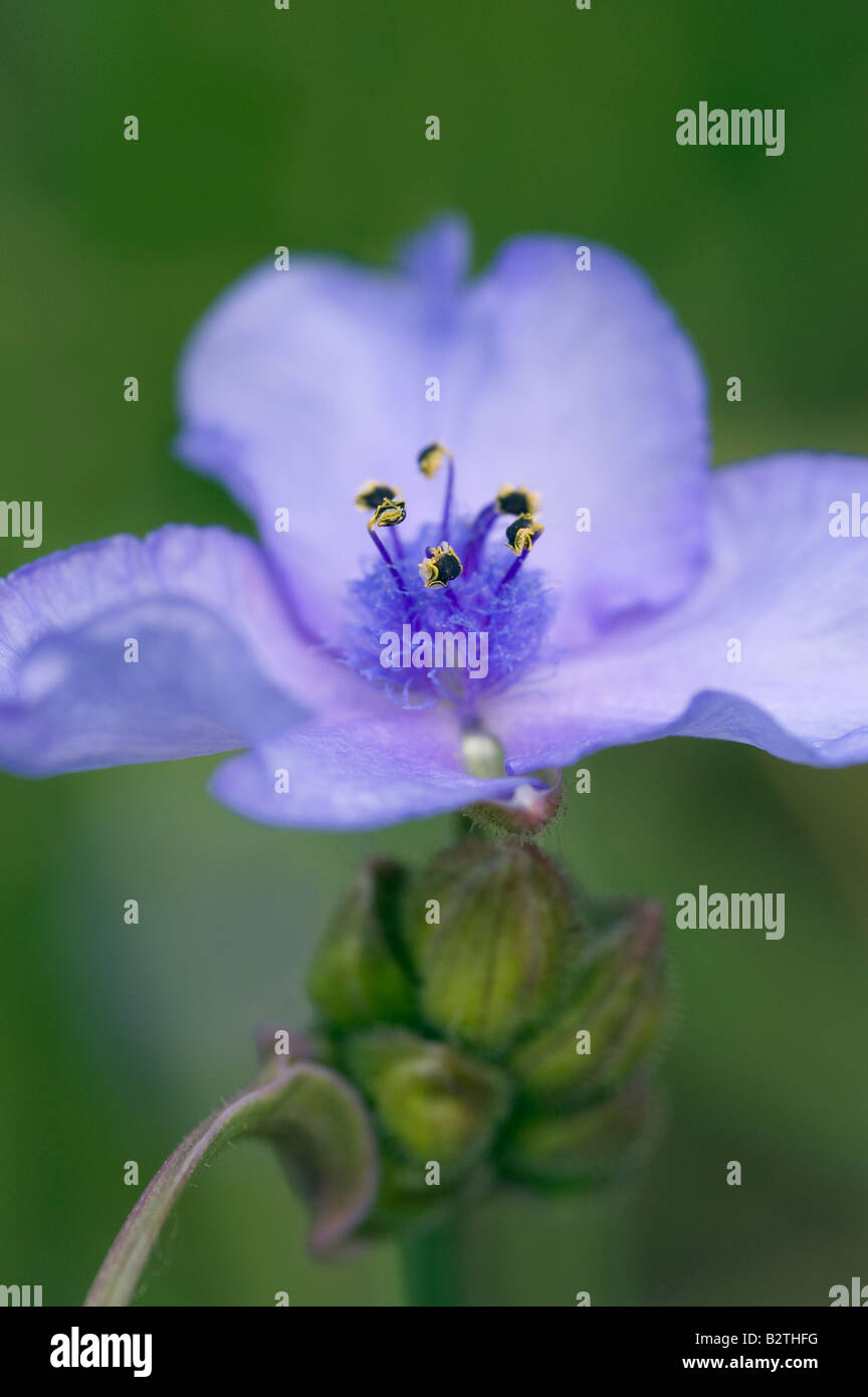 TRADESCANTIA OHIENSIS TRADESCANTIE MME LOEWER Banque D'Images