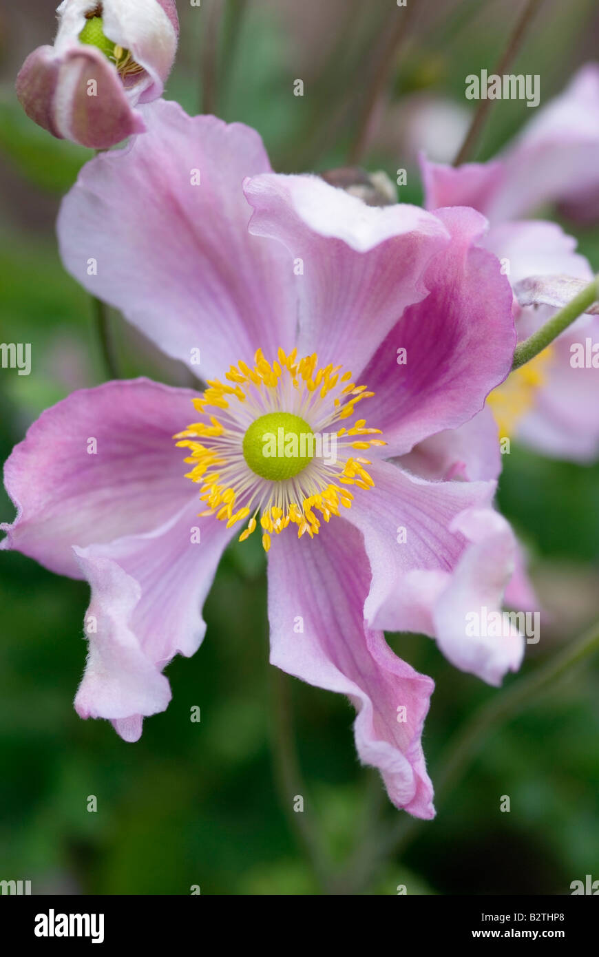 ANEMONE HUPEHENSIS DAME GILMOUR Banque D'Images