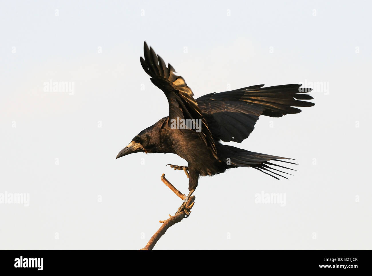 Freux Corvus frugilegus Oxfordshire UK sur l'atterrissage en direction de la lumière du soir Banque D'Images