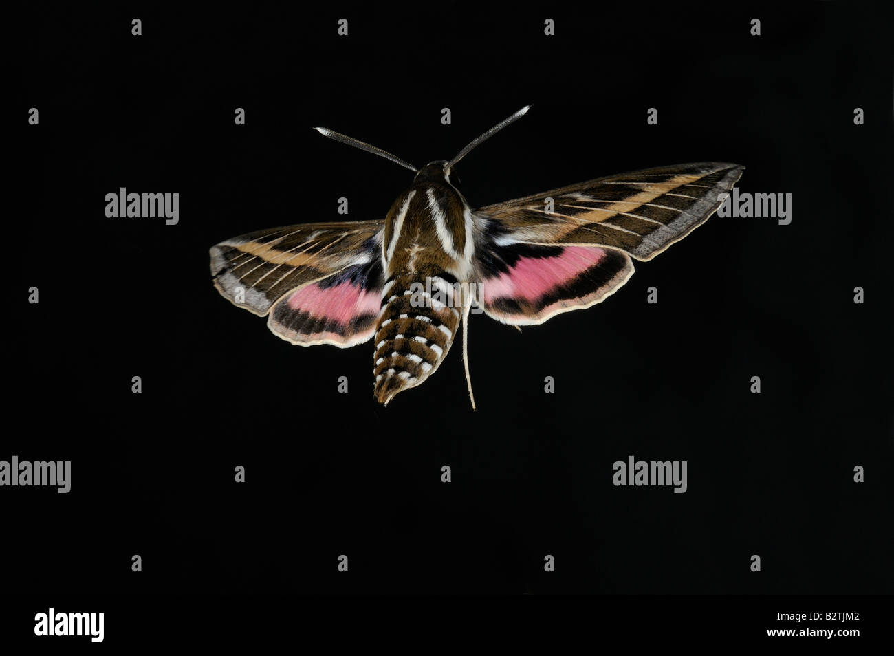 Insecte volant de nuit Banque de photographies et d’images à haute — free download