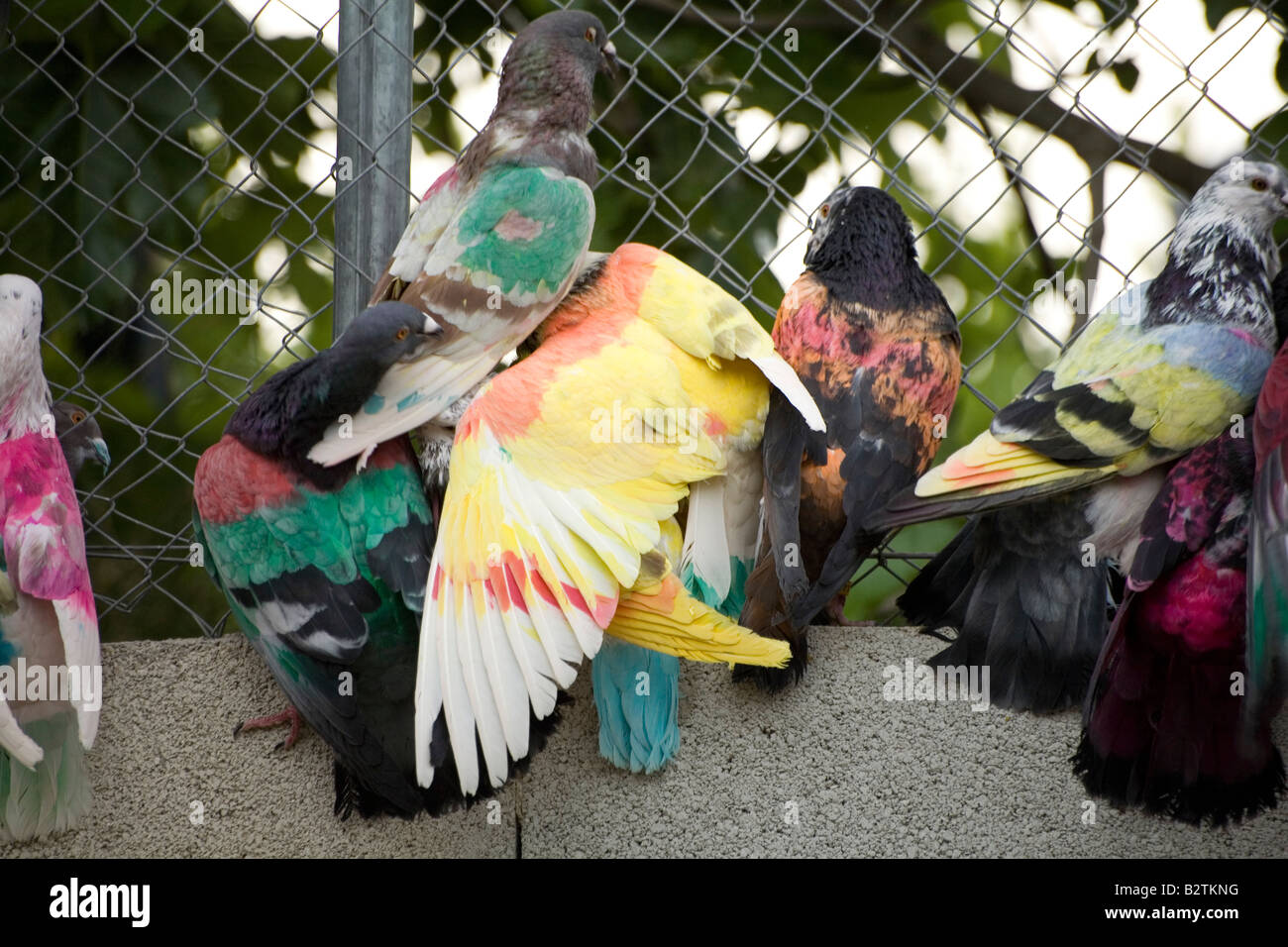 Pigeons de peint Banque D'Images