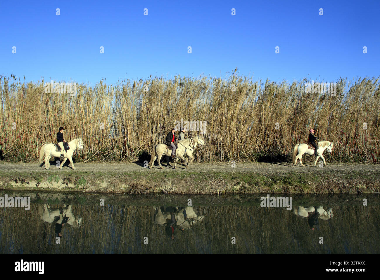 Randonnées à cheval, Gallician, Gard, Languedoc-Roussillon, France Banque D'Images