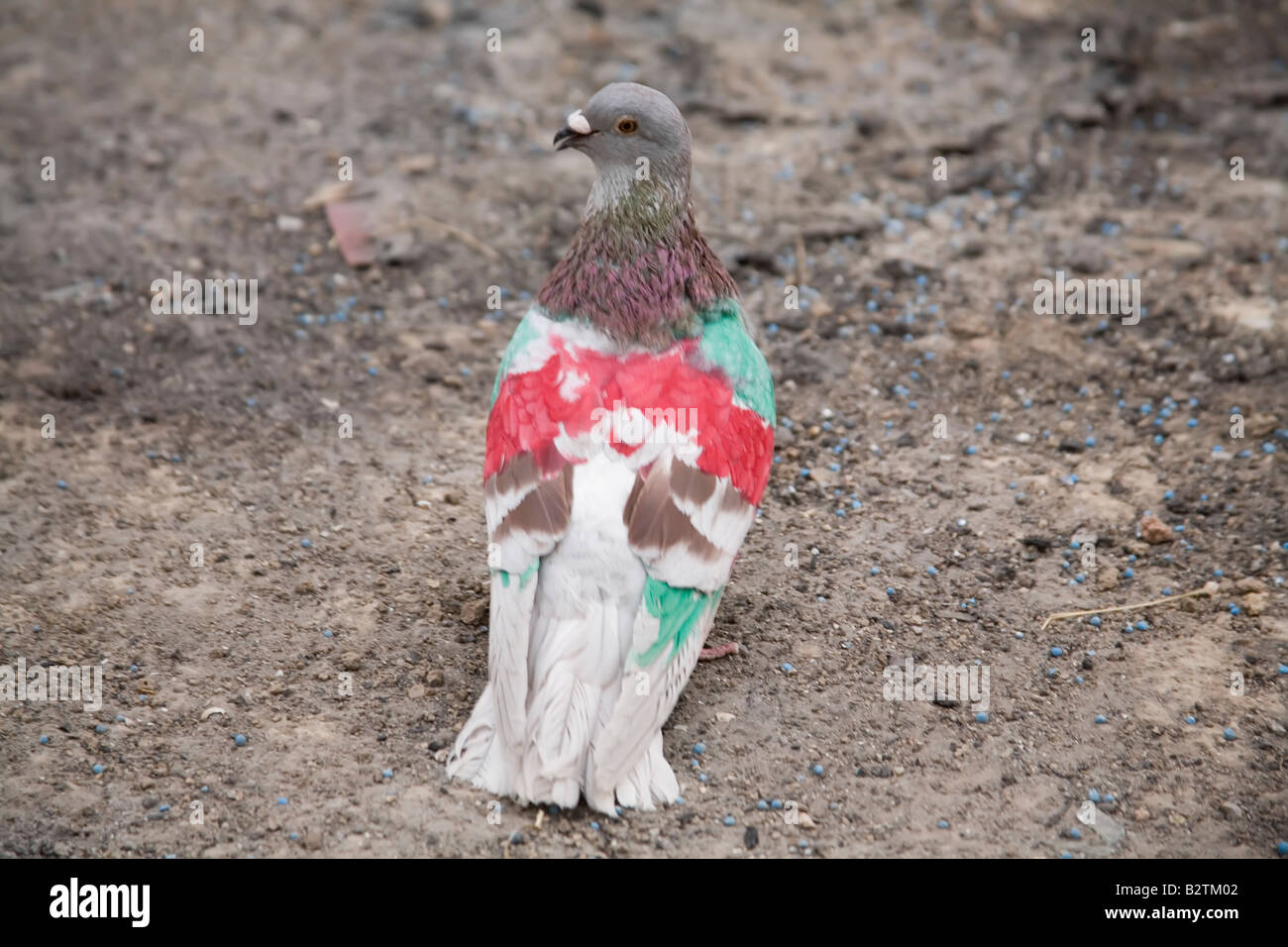 Pigeons de peint Banque D'Images