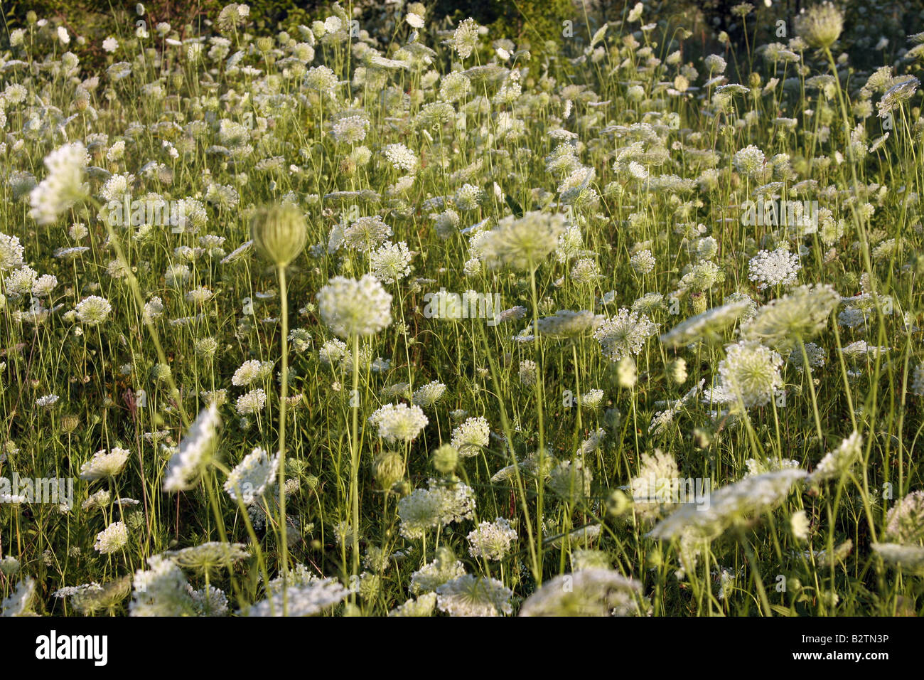 Un champ de mauvaises herbes Queen Anne's Lace Banque D'Images