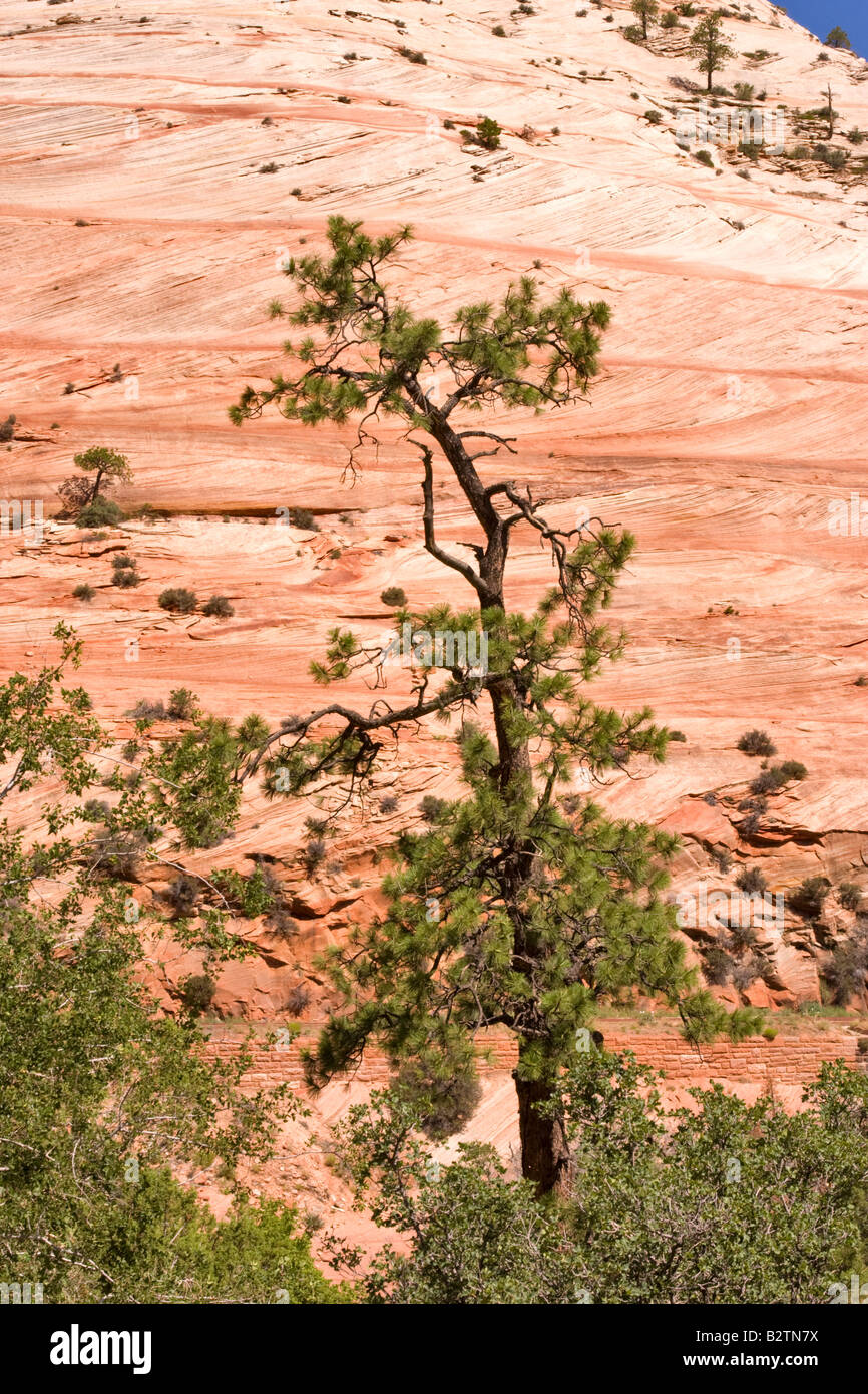 La literie en grès Navajo dans Zion National Park Utah Banque D'Images