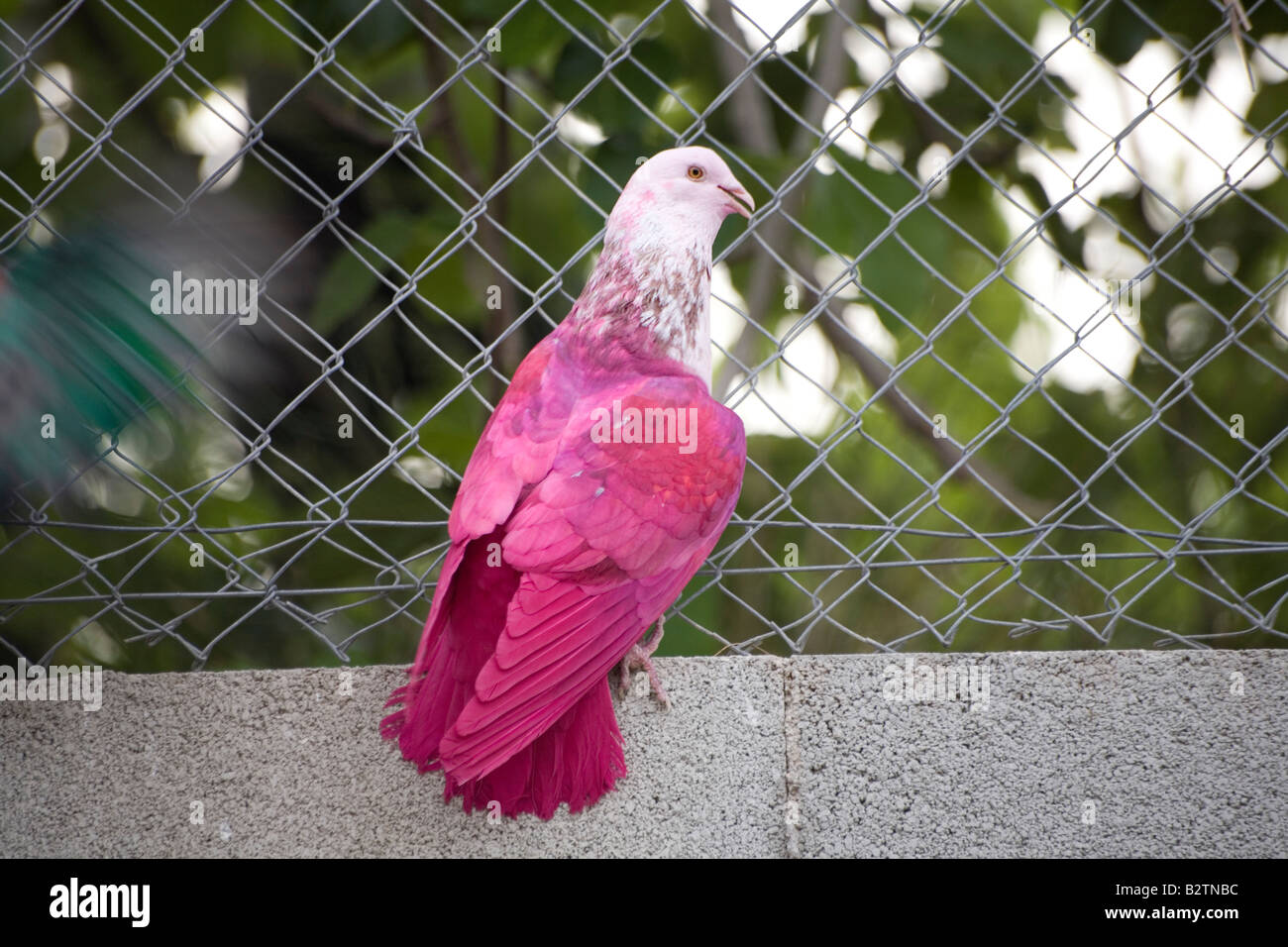 Pigeons de peint Banque D'Images