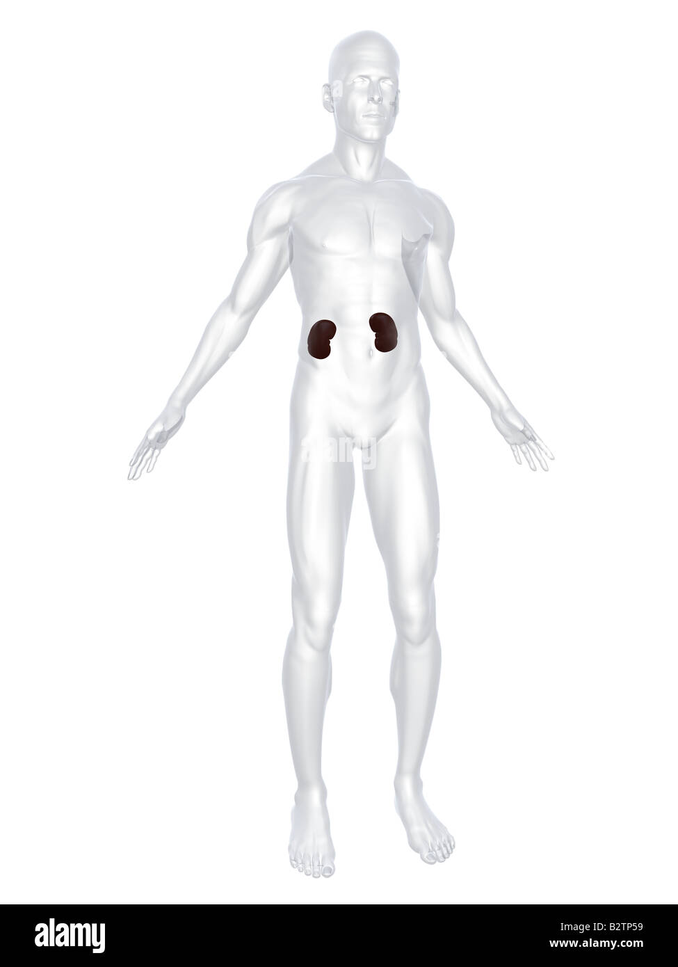 reins humains Banque D'Images