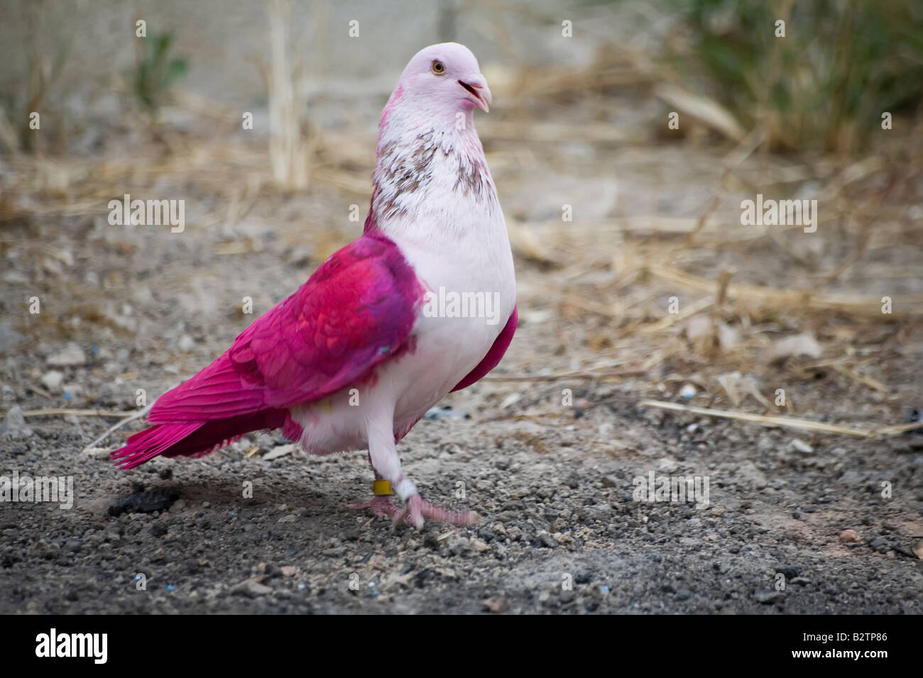 Pigeons de peint Banque D'Images