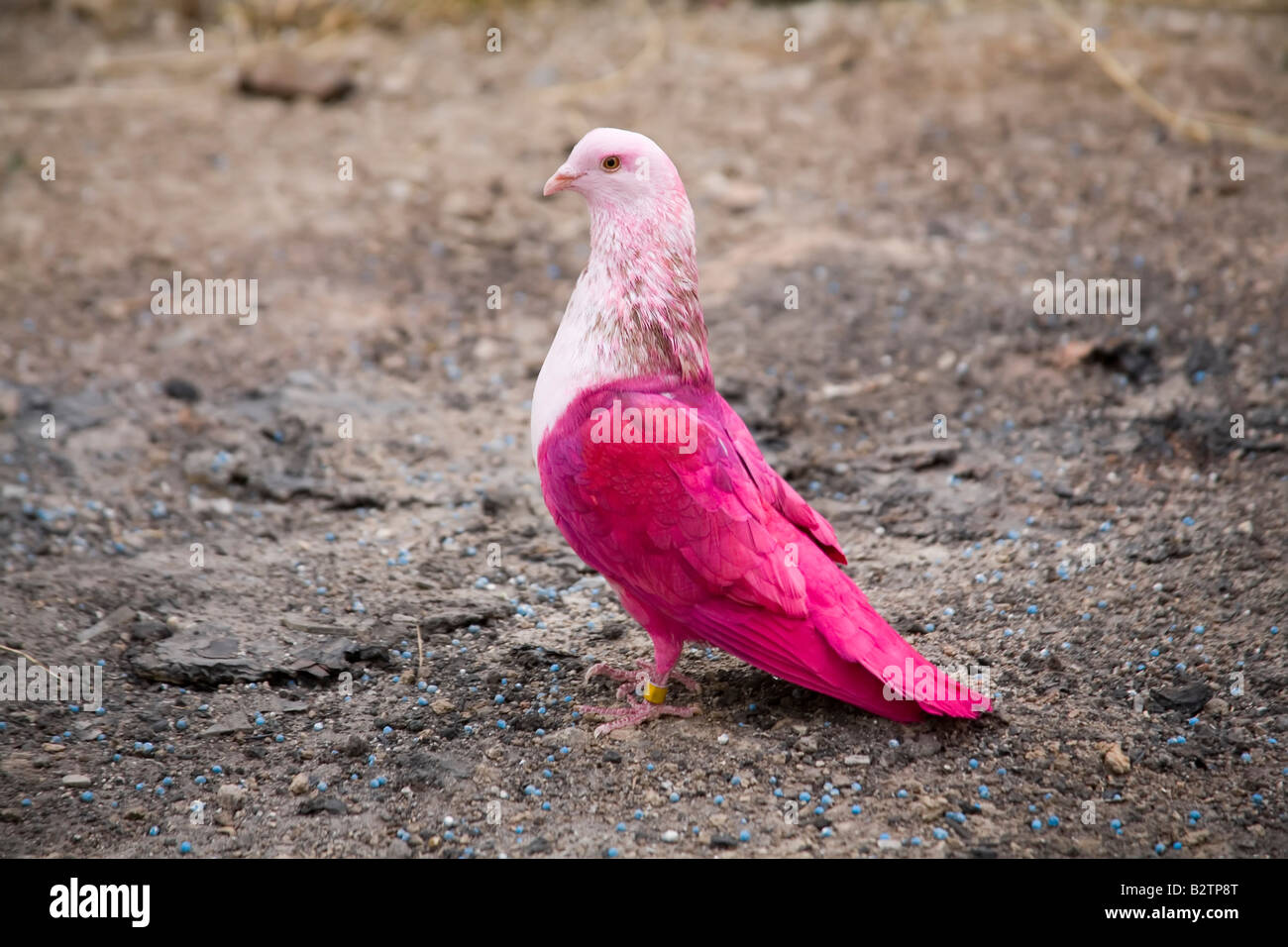 Pigeons de peint Banque D'Images