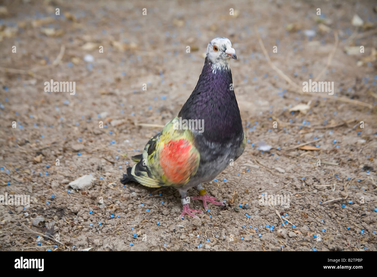 Pigeons de peint Banque D'Images