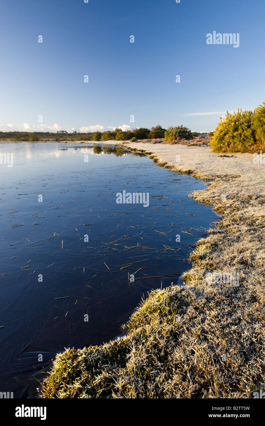 Le givre et la glace sur un matin en hiver le parc national New Forest Hampshire Angleterre Banque D'Images