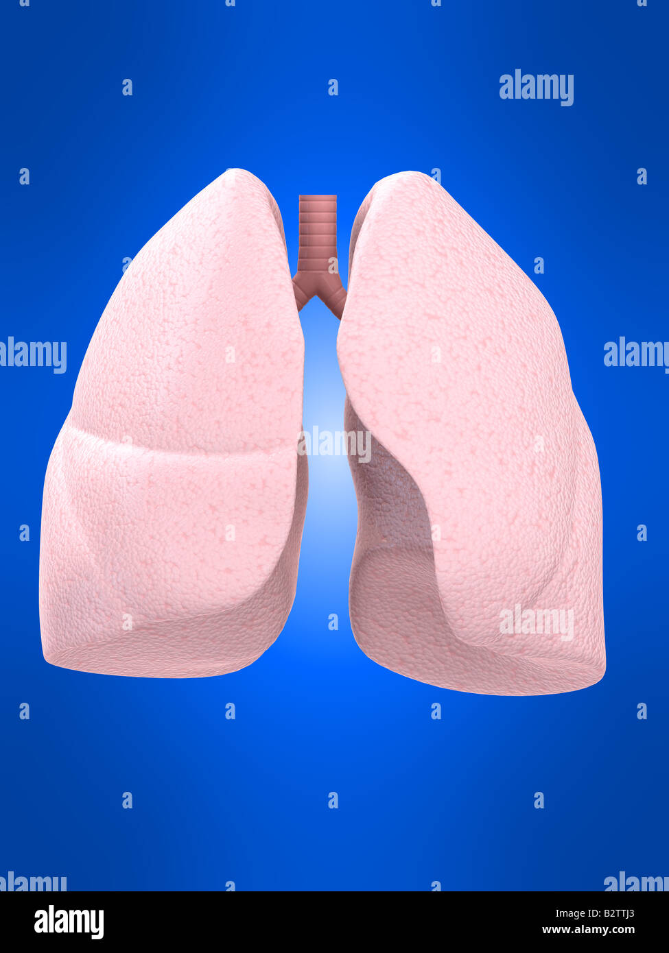 poumon humain Banque D'Images