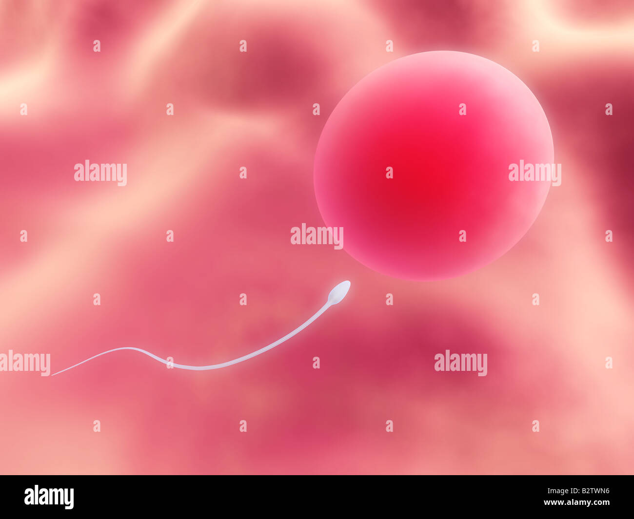 Les droits de l'œuf et du sperme Banque D'Images