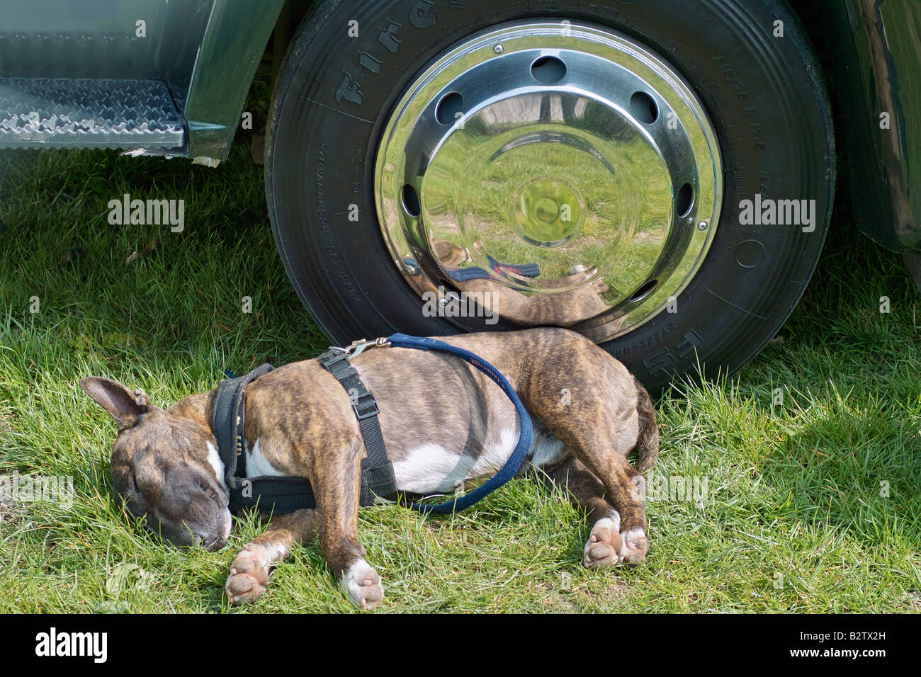 Sleeping bull dog s'appuyant sur roue crome Banque D'Images