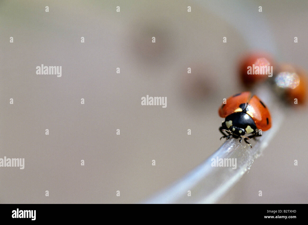 Les coccinelles le long de bord d'une tasse en plastique Banque D'Images