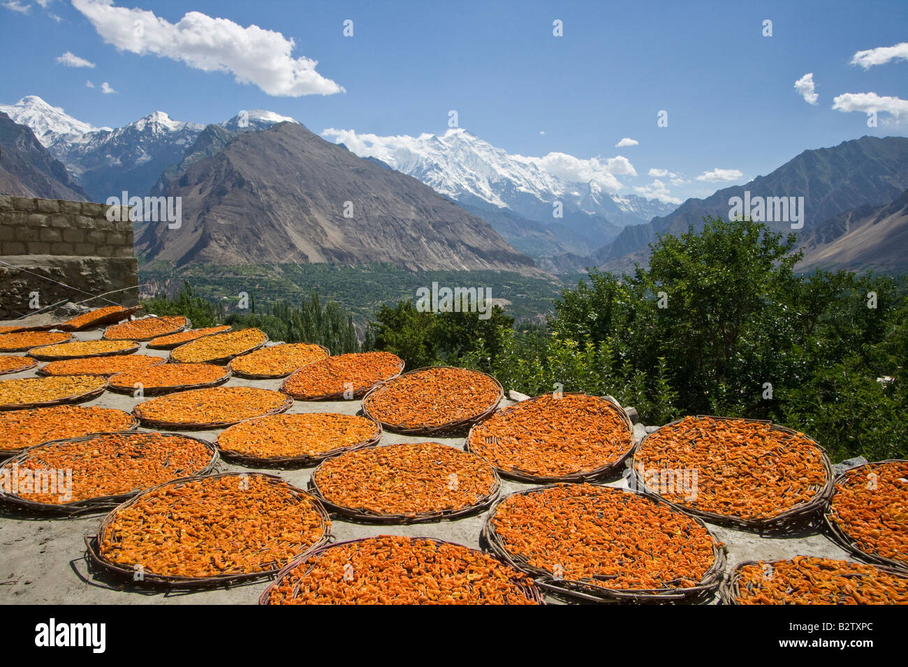 Dans le séchage des abricots dans la vallée de Hunza au nord du Pakistan Karimabad Banque D'Images