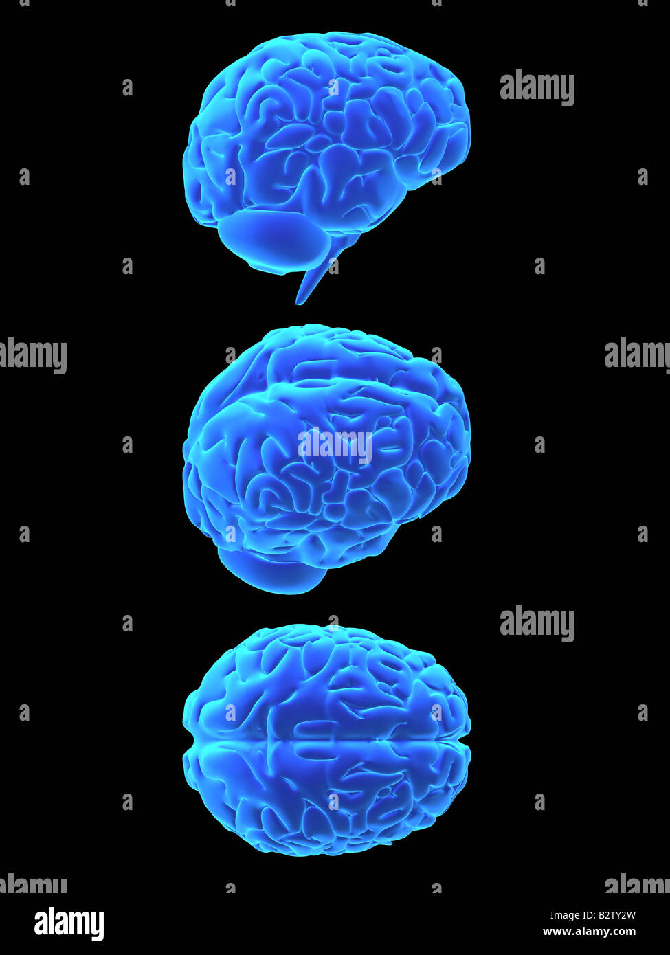 cerveau humain Banque D'Images