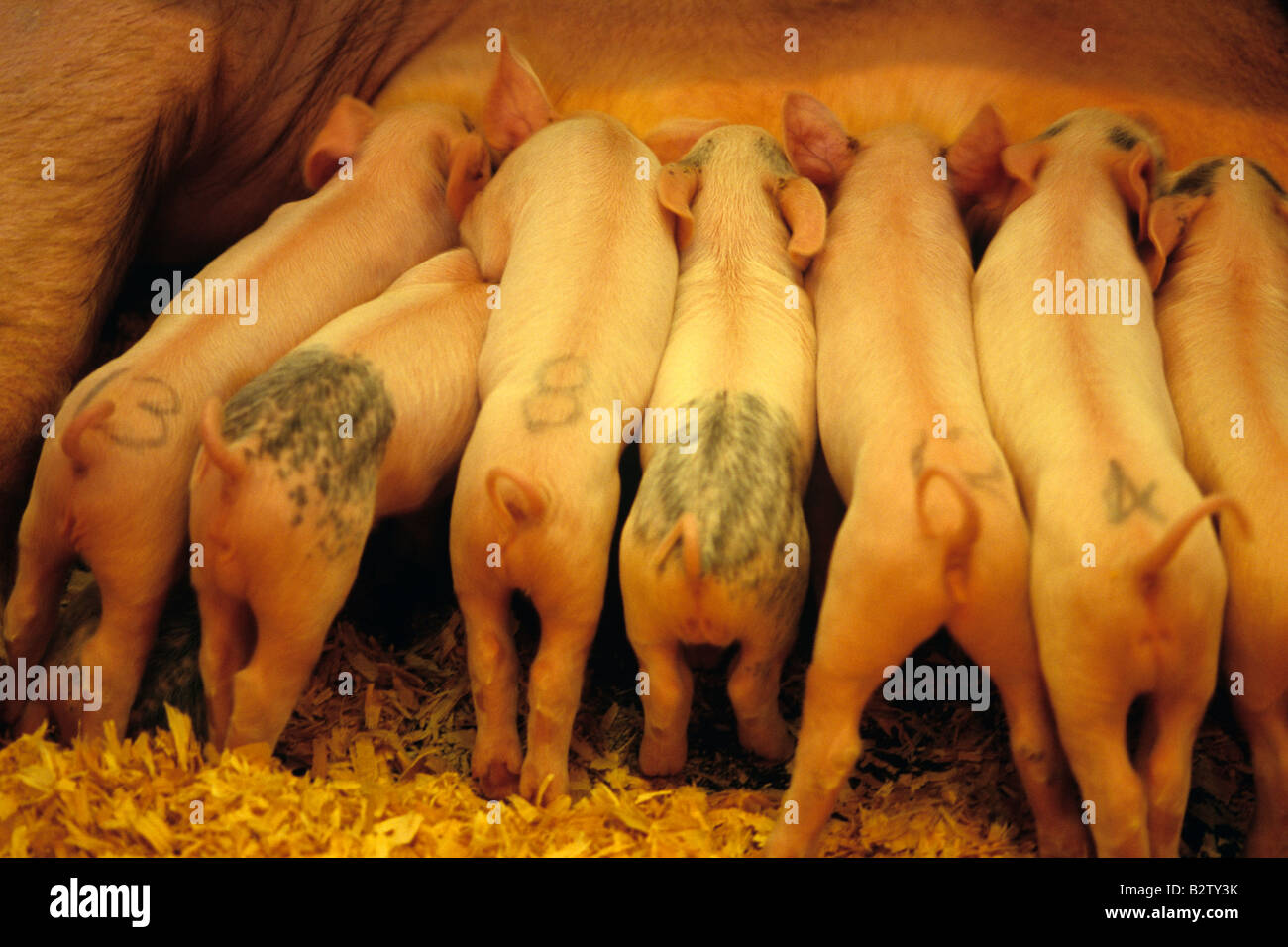 Les porcs bébé au stylo coincé ensemble suckling mère cahier des charges à un 4H affichage à l'Evergreen State Fair Monroe Washington State USA Banque D'Images