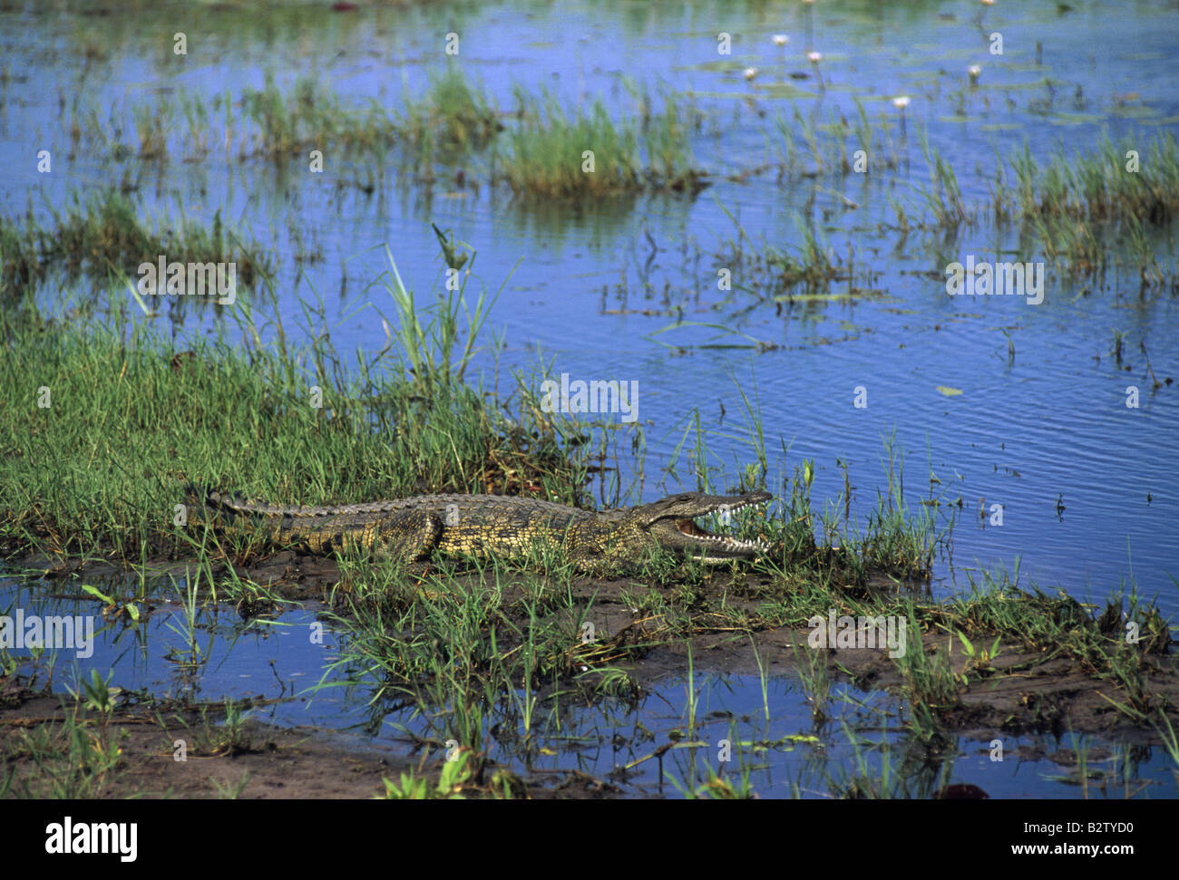 Crocodile du Nil (Crocodylus niloticus), basking à col ouvert, pavillon du fleuve Kwai, delta d'Okavango, Botswana, Afrique Banque D'Images