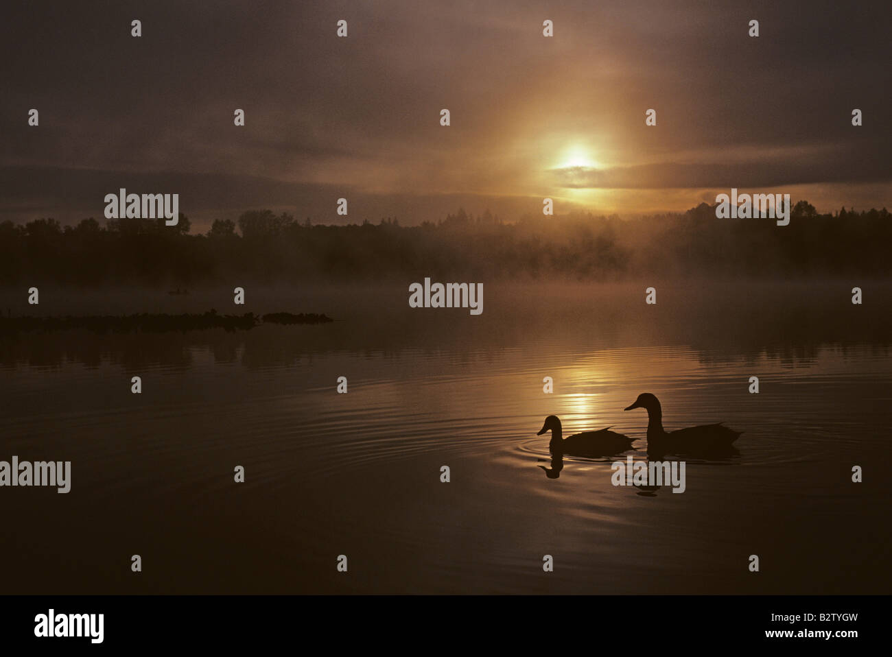 Les canards qui se profile sur le lac au lever du soleil avec du brouillard à l'est du lac Cassidy de Marysville Snohomish Comté l'État de Washington, USA Banque D'Images