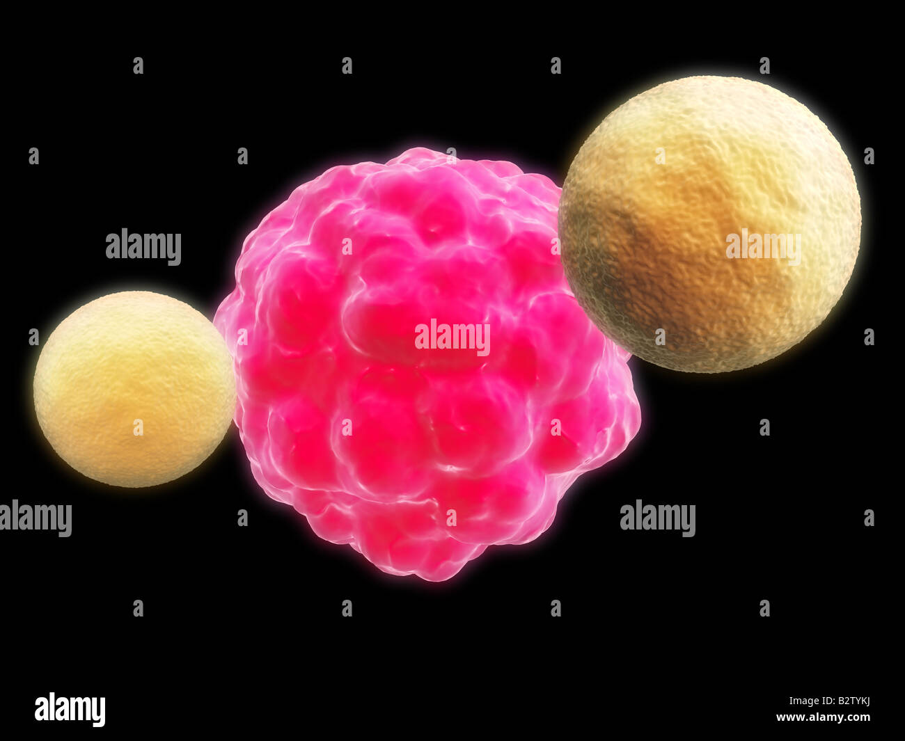 L'attaque des cellules tueuses de cellules du cancer Banque D'Images