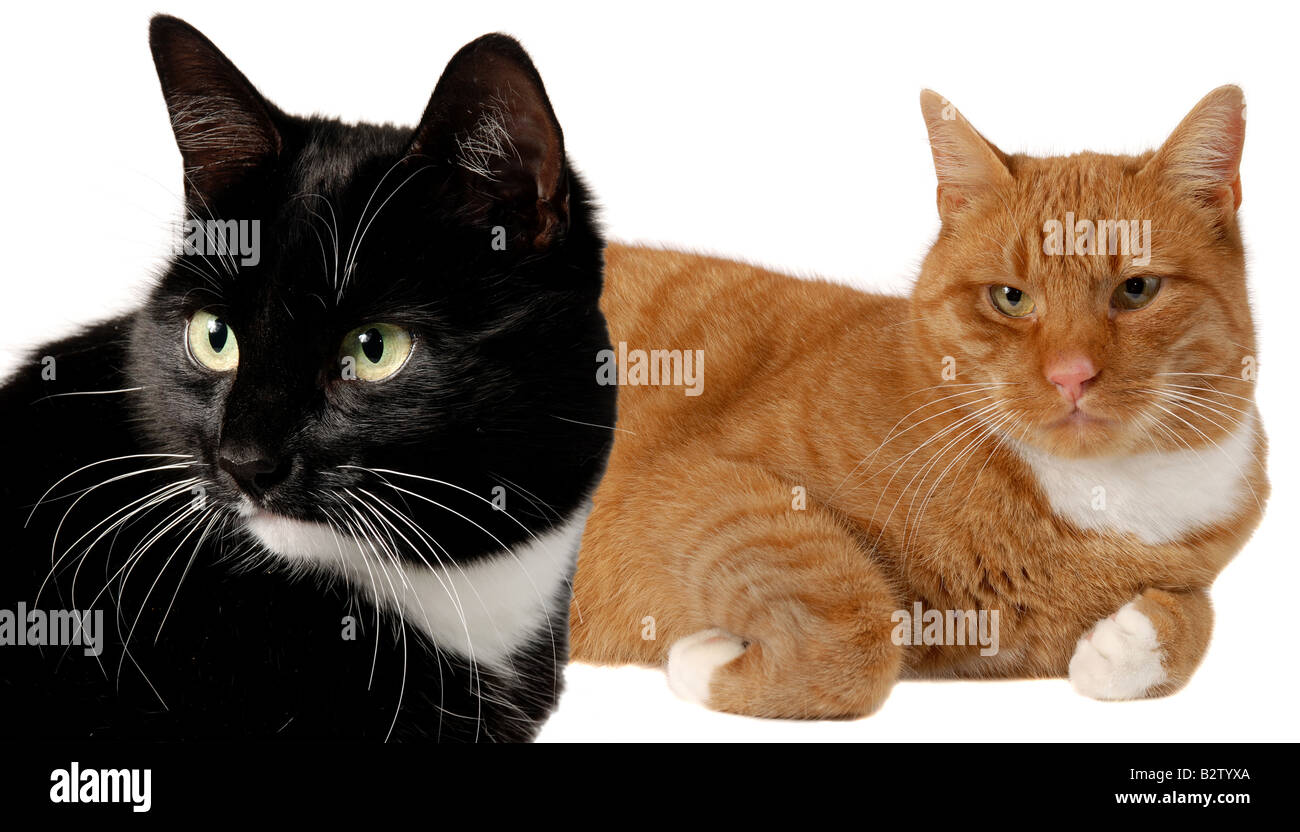 Un Noir Et Un Chat Roux Contre Fond Blanc Photo Stock Alamy