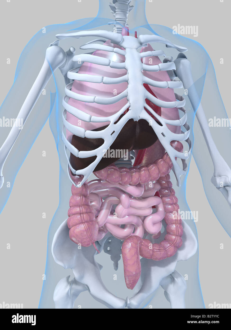 anatomie humaine Banque D'Images