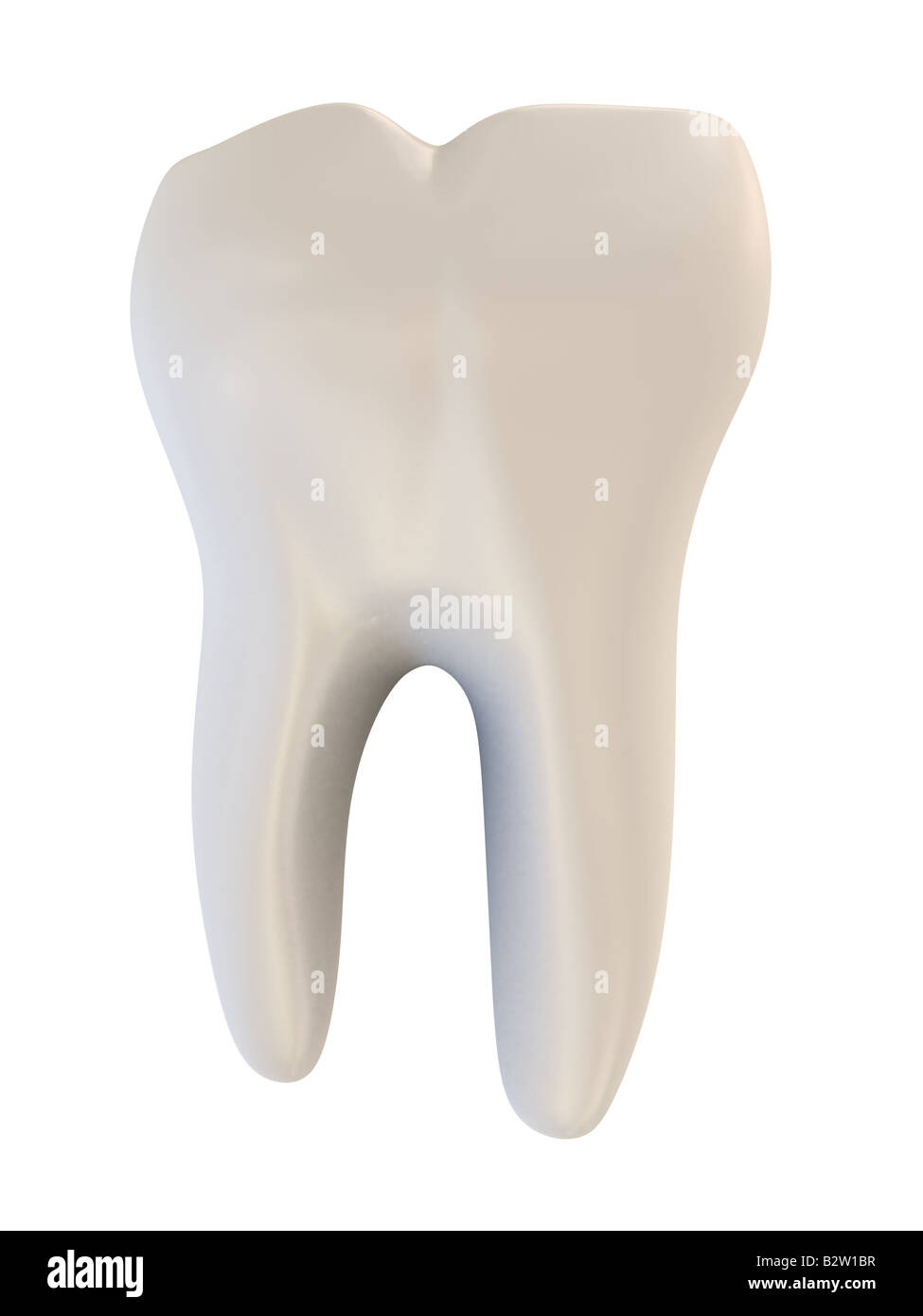 dent humaine Banque D'Images