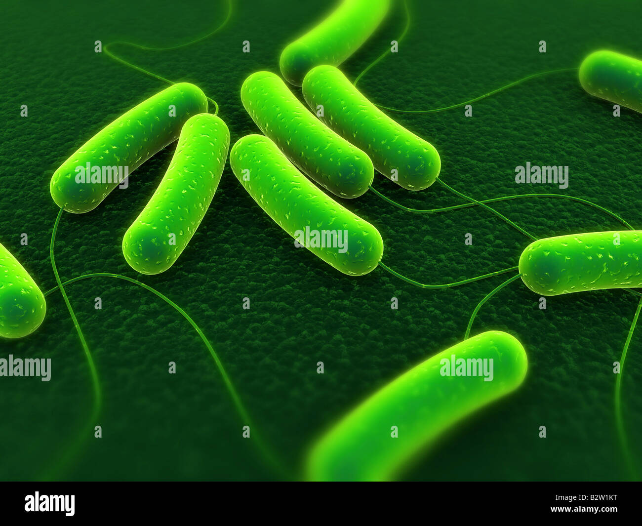 bactérie e-coli Banque D'Images