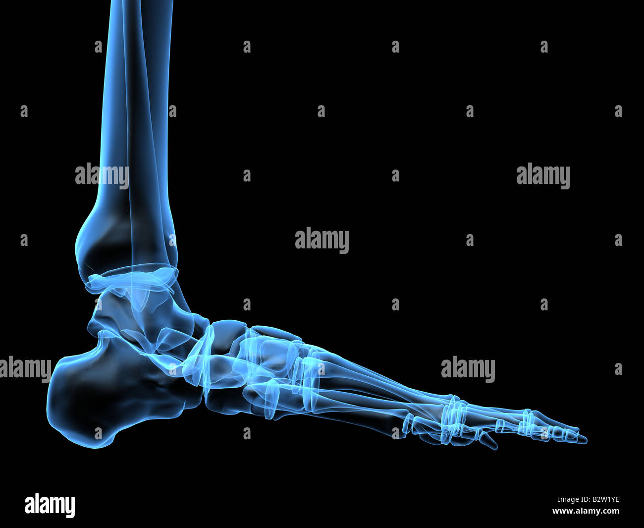 pied humain Banque D'Images