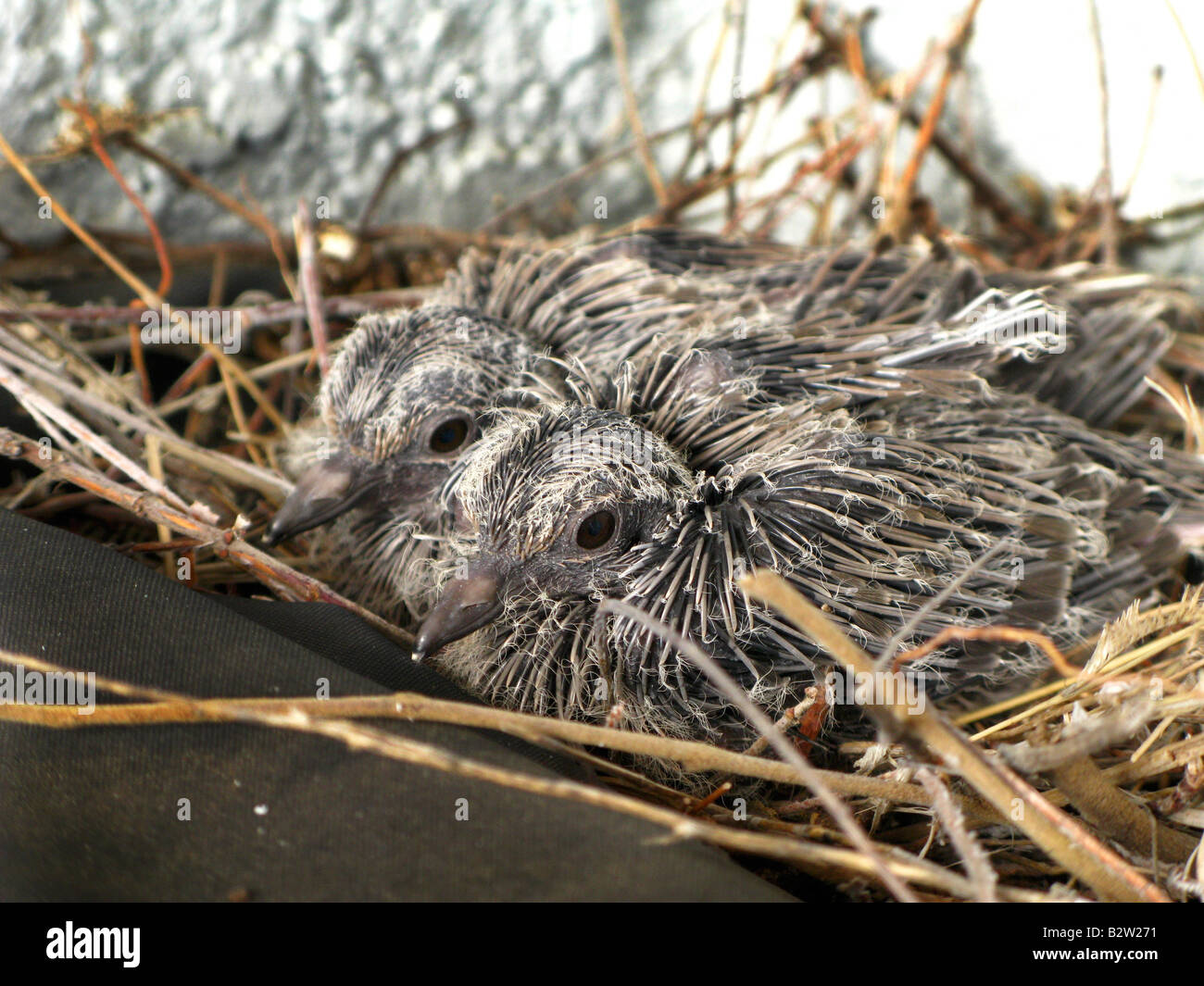 La Tourterelle Triste Zenaida Macroura Parent Alimentation De La Recolte Du Lait Aux Jeunes Photo Stock Alamy