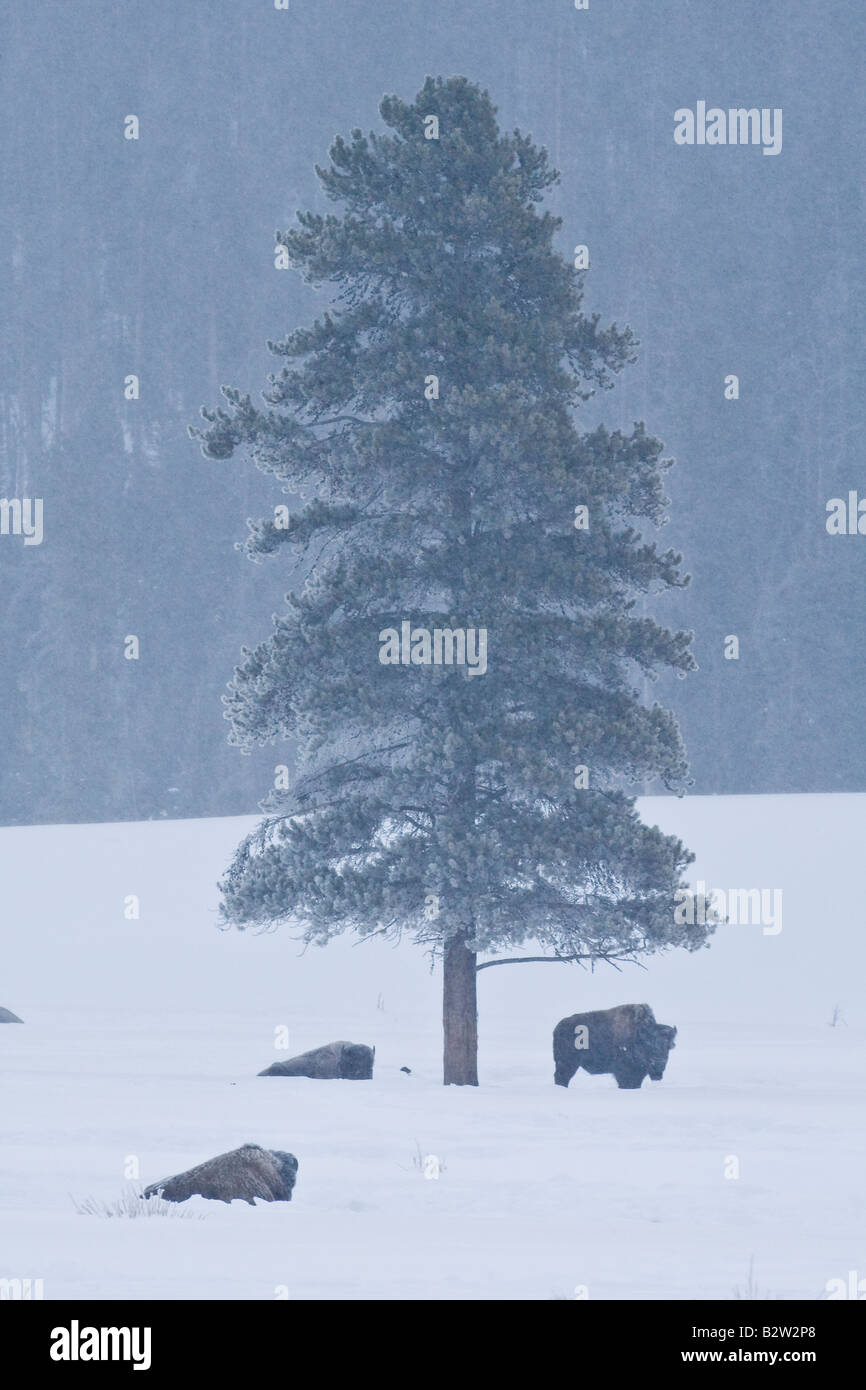 Bison d'Amérique ou à Buffalo, en hiver, dans le Parc National de Yellowstone Banque D'Images