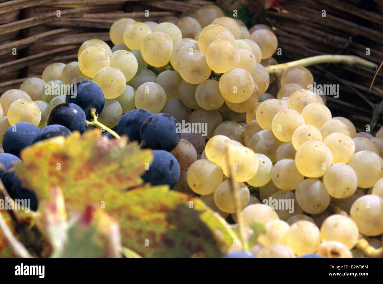 Les raisins, Cuccaro Vettere, Salerne, Campanie, Italie, Cilento Banque D'Images