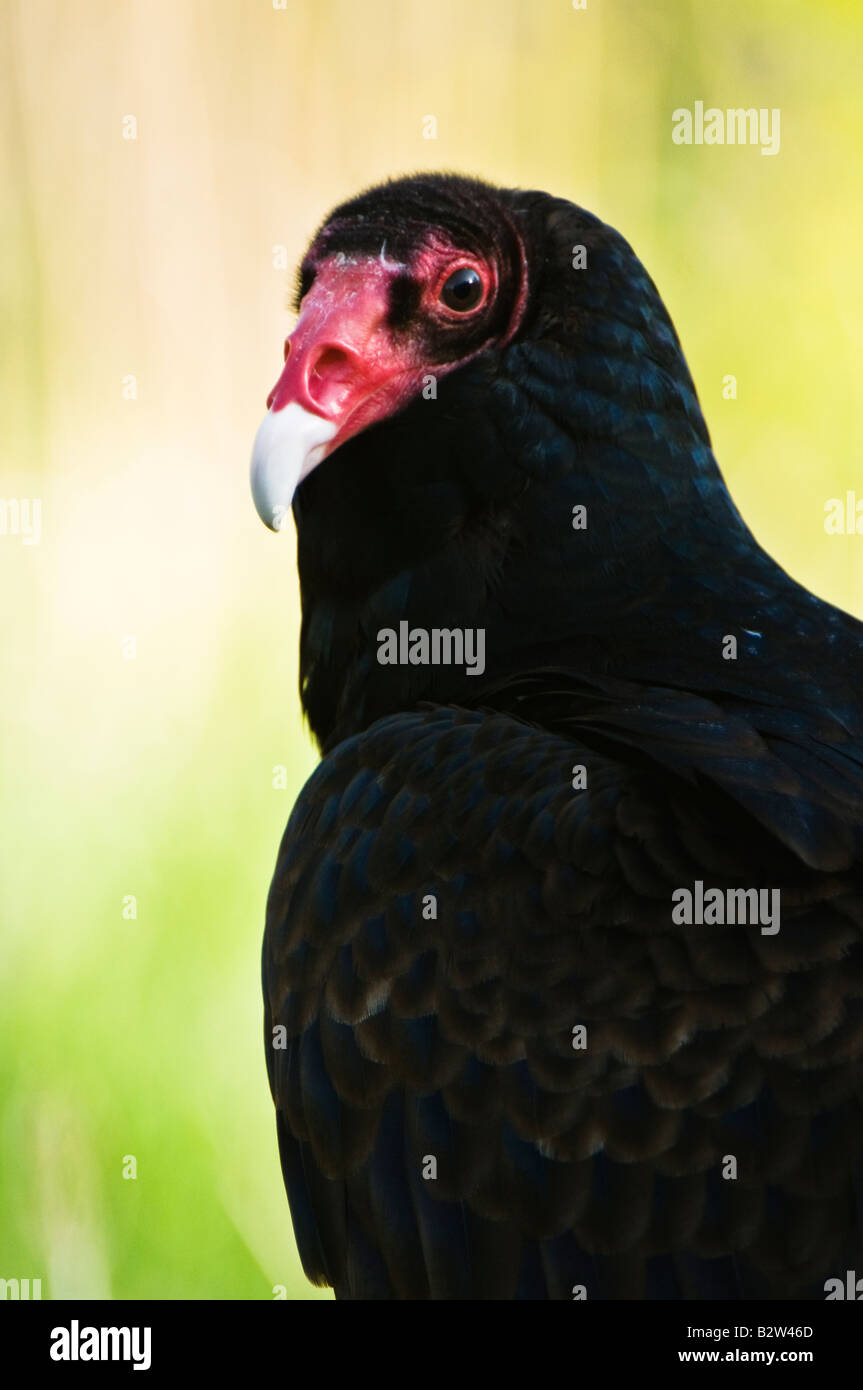 Urubu à tête rouge (Cathartes aura) Banque D'Images