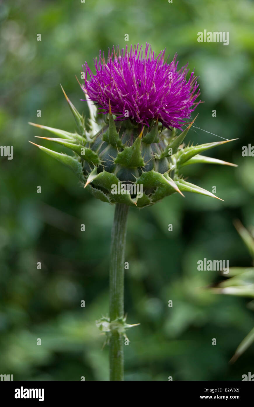 Le Chardon Marie, SILYBUM MARIANUM Banque D'Images