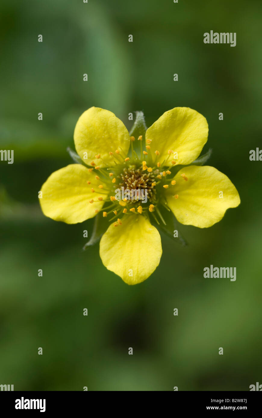 GEUM URBANUM, HERB BENNET Banque D'Images